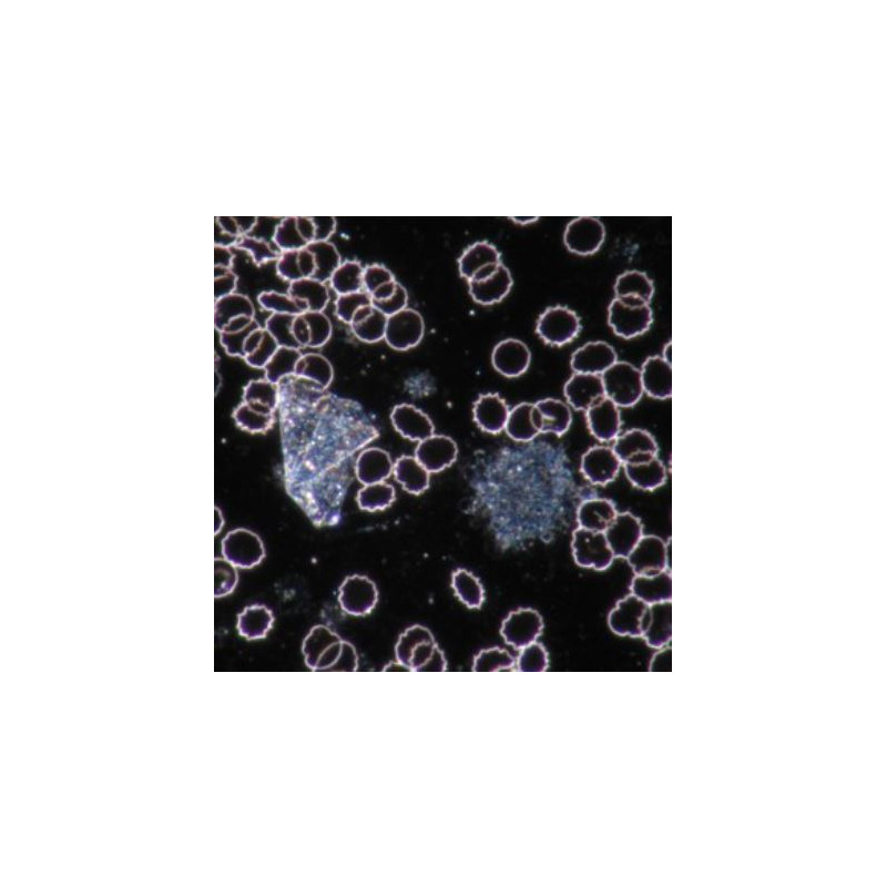 Novex Microscópio Microscope BTP 86.091--DFLED, trinocular