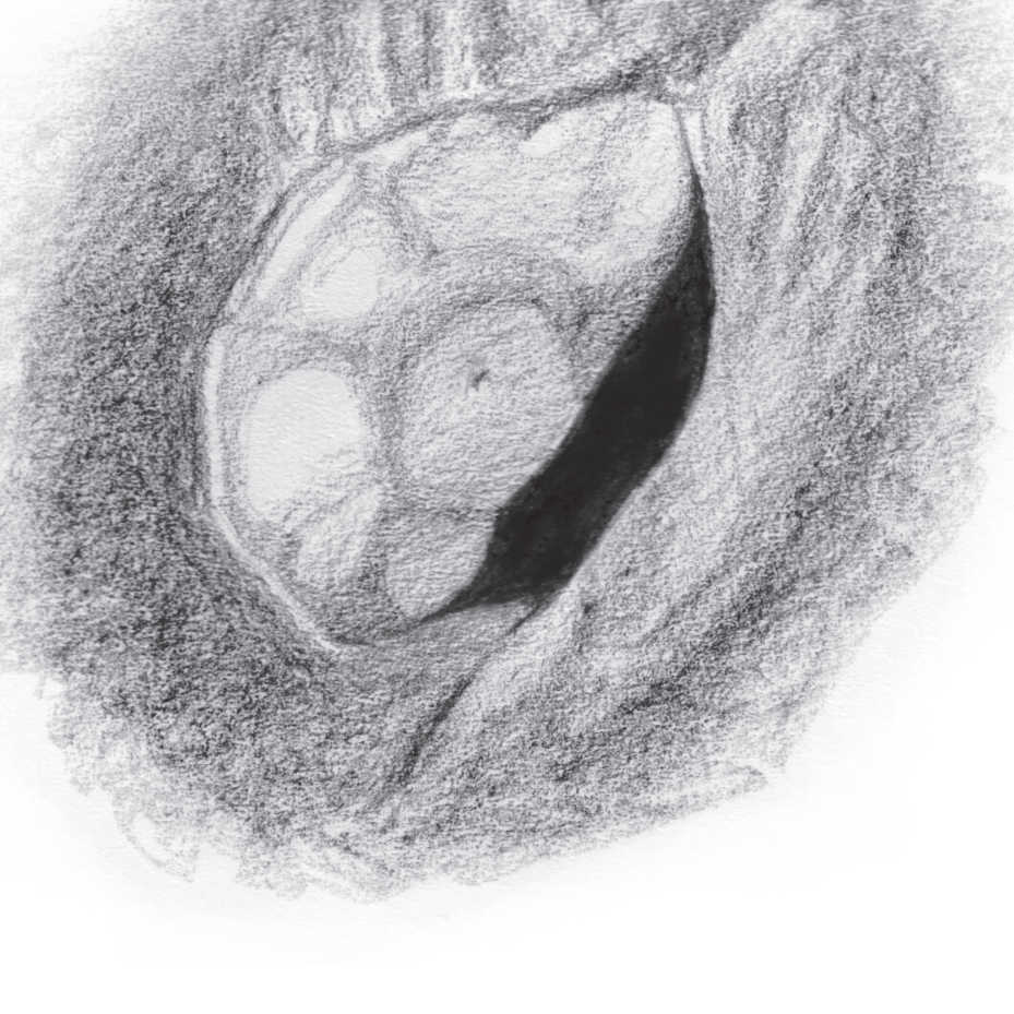 Desenho de Aristarchus: os declives de muralha encontram-se intersetados por um padrão de listras escuras e áreas claras. Lambert Spix 