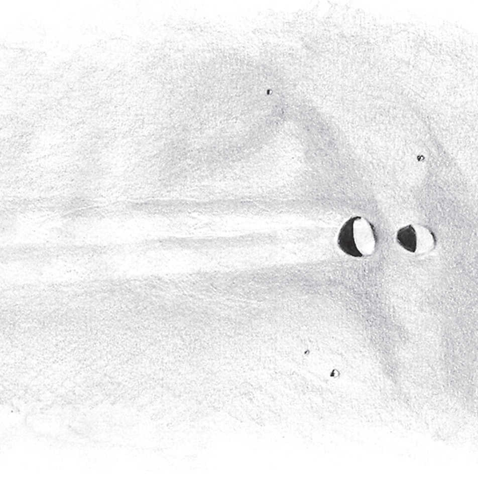 Desenhos de Messier e Messier A ao pôr-do-sol através de um telescópio com uma abertura de 150 mm, ampliação de 180×. L. Spix 