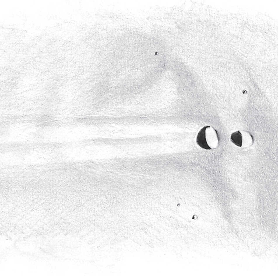 Desenhos de Messier e Messier A ao pôr-do-sol através de um telescópio com uma abertura de 150 mm, ampliação de 180×. L. Spix