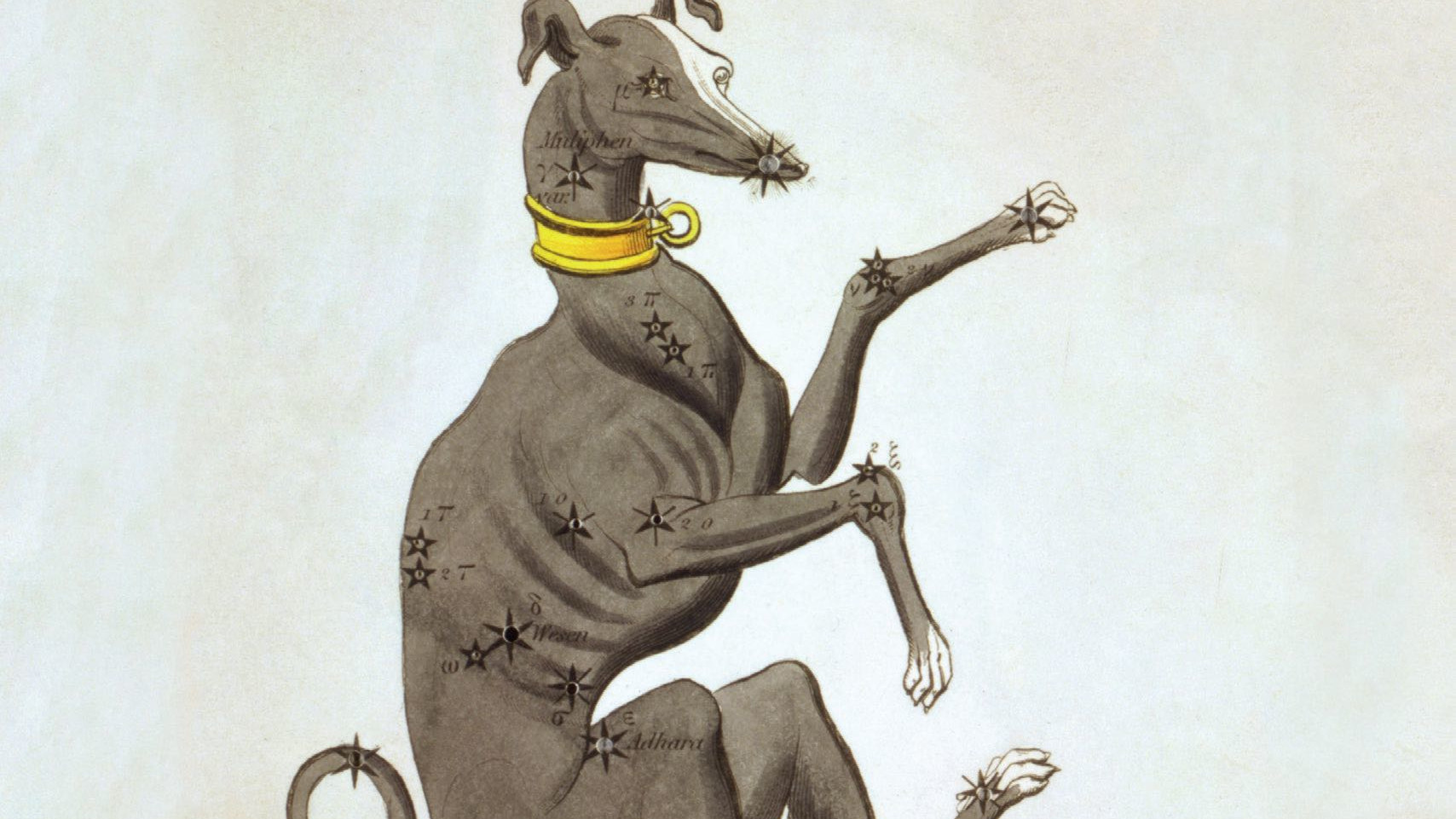 O fiel companheiro de caça de Oríon: o Cão Maior, com o radiante Sírio representando a ponta do seu nariz.