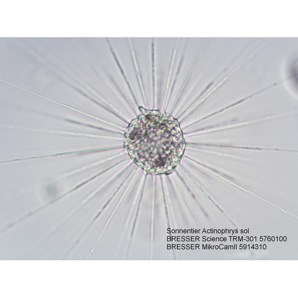 Bresser Microscópio Science TRM 301, trino, 40x - 1000x