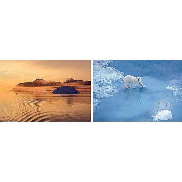 Palazzi Verlag Poster Thule Polar Bear impressão em tela
