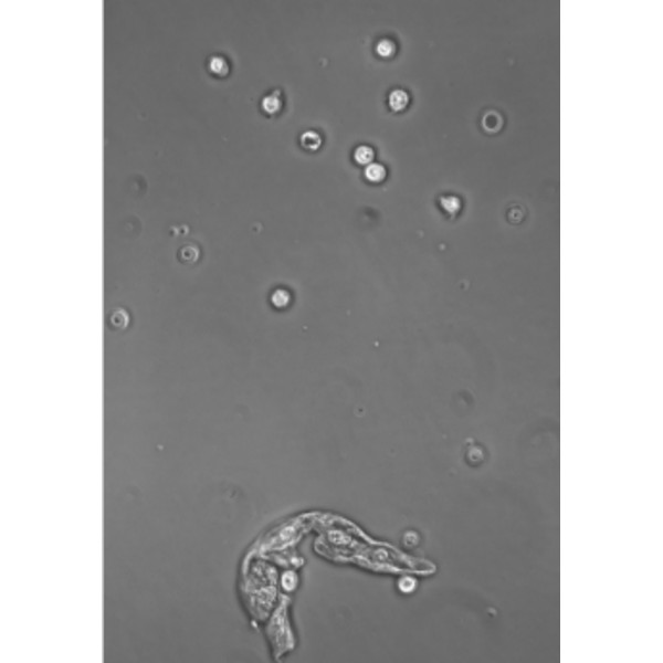 Hund Microscópio Medicus PH Plan, trino, 100x-1000x