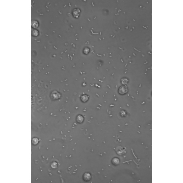 Hund Microscópio Medicus PH Plan, trino, 100x-1000x