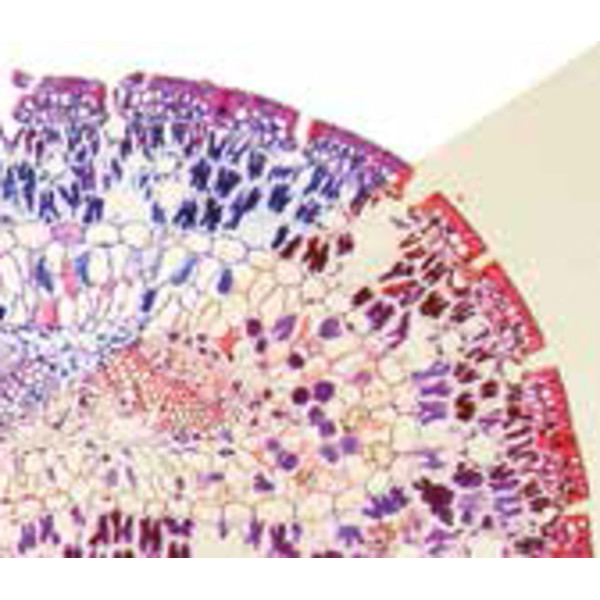 Optika Microscópio B-382PH-ALC, plan, binocular microscope, X-LED