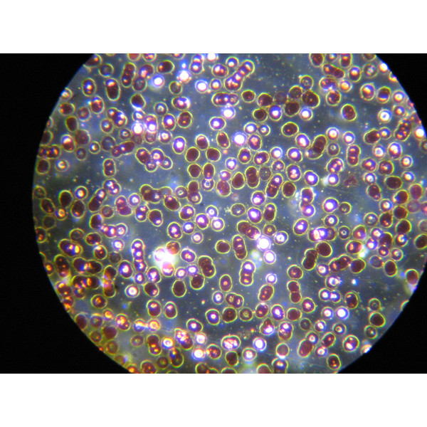 Optika Microscópio Mikroskop B-383DKIVD, trino, darkfield, N-PLAN,100x W-PLAN, 40x-1000x, IVD