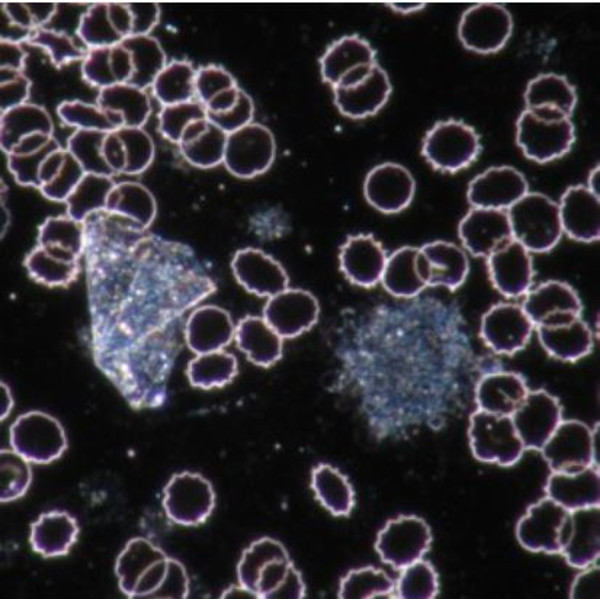 Novex Microscópio BTP 86.091-DFLED, Triocular
