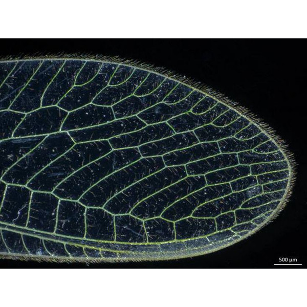 ZEISS Microscópio estéreo zoom Stemi 305, EDU, bino, Greenough, w.d.110mm, 10x/23, 0.8x -4.0x