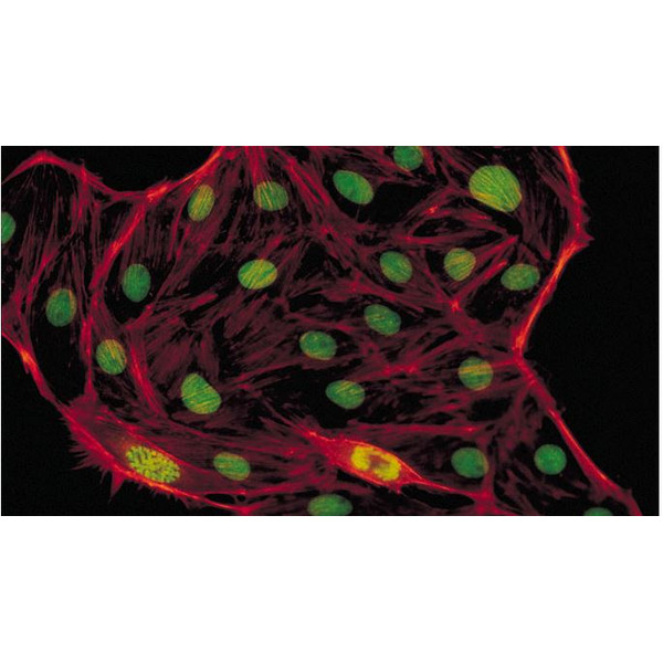 Evident Olympus Microscópio CX41 Fluorescência, trino, Hal, 40x,100x, 400x