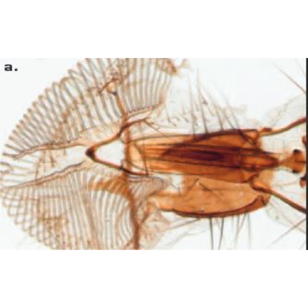 ZEISS Microscópio estéreo zoom SteREO Discovery.V8, VisiLED luz incidente e transmitida, 10x - 80x