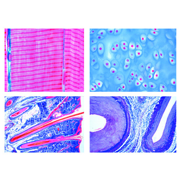 LIEDER Histologia de mamíferos (Mammalia), série básica (25 prep.)