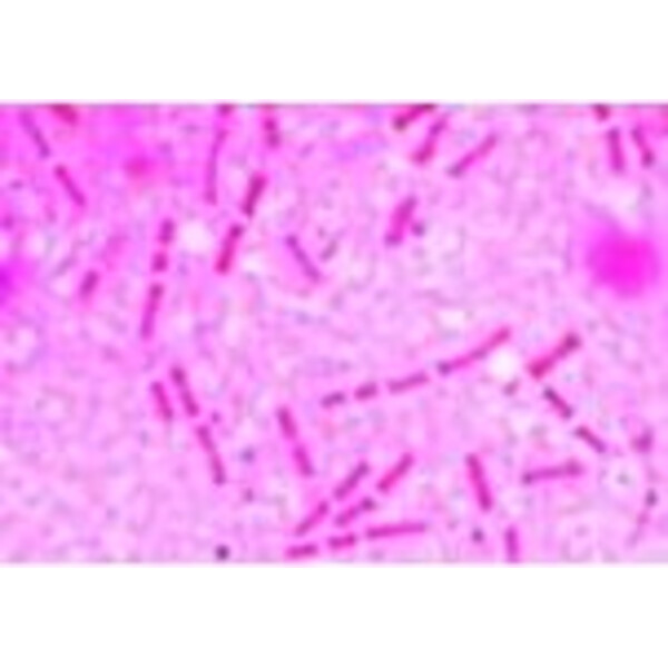 LIEDER Bacteria 25 Prep.