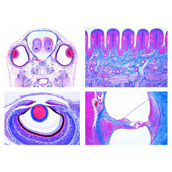 LIEDER Nível secundário, Conjunto III Fisiologia sensorial (16 preparações)