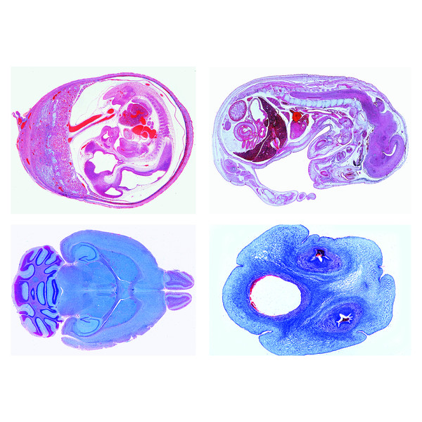 LIEDER Histologia de animais domésticos e de criação para medicina veterinária parte II (24 preparações)