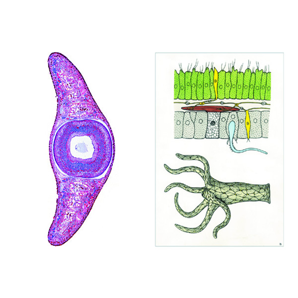 LIEDER Invertebrados, básico (6 preparações), conjunto para estudantes