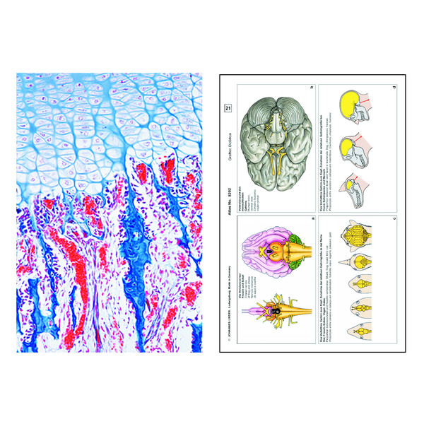 LIEDER Human and animal Histology, Supplementary Set II of 12 slides, Student Set