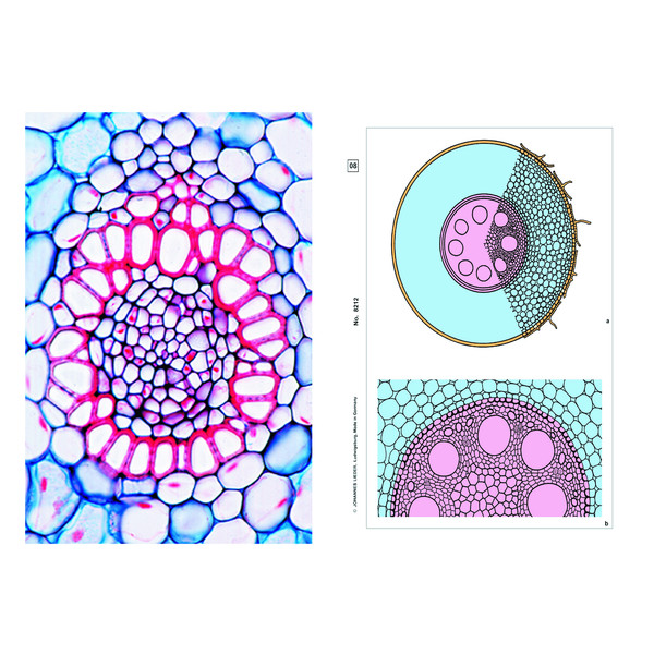 LIEDER Plantas com flores, raízes, base (6 lâminas preparadas para microscópio)