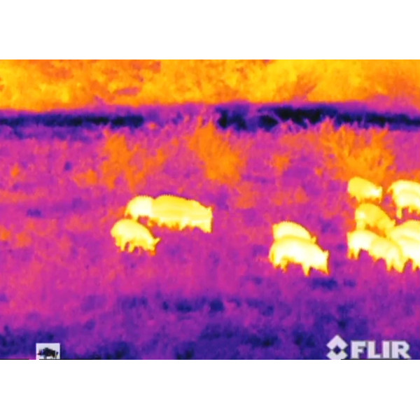 Armasight Câmara térmica Command 336, 3-12x50 (60 Hz)