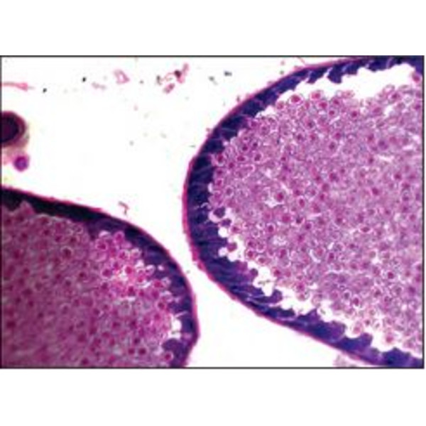 Optika Microscópio achro, bino, 400x, LED, B-50B