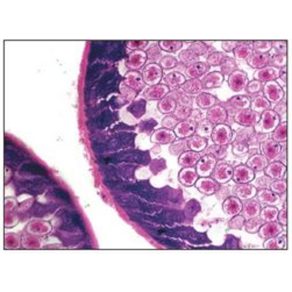 Optika Microscópio achro, bino, 400x, LED, B-50B