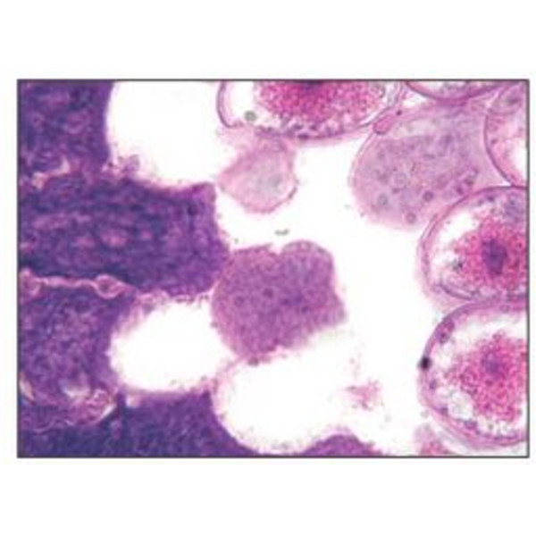 Optika Microscópio achro, bino, 400x, LED, B-50B