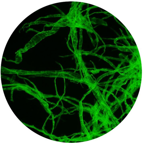 Optika Microscópio B-510LD2, Fluorescência, trino, 1000x, IOS, azul, verde