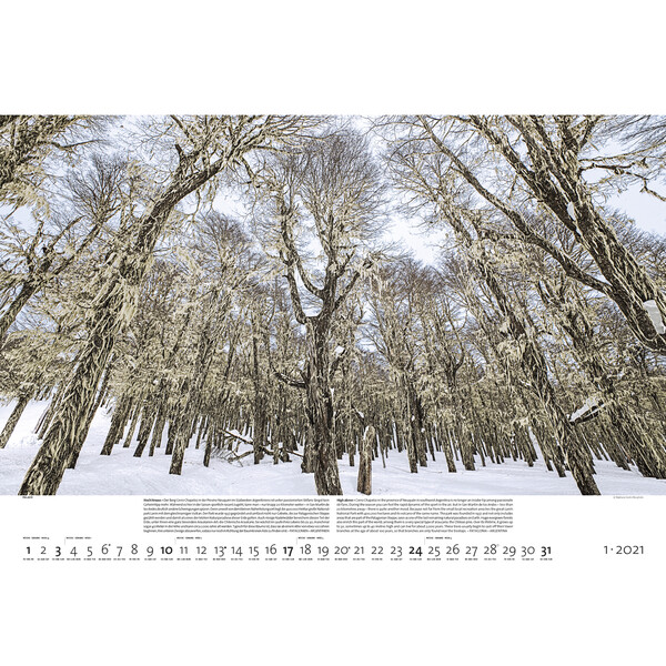 Palazzi Verlag Calendário Florestas da Terra 2021