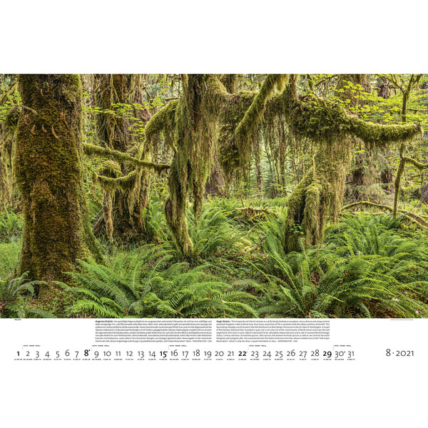 Palazzi Verlag Calendário Florestas da Terra 2021