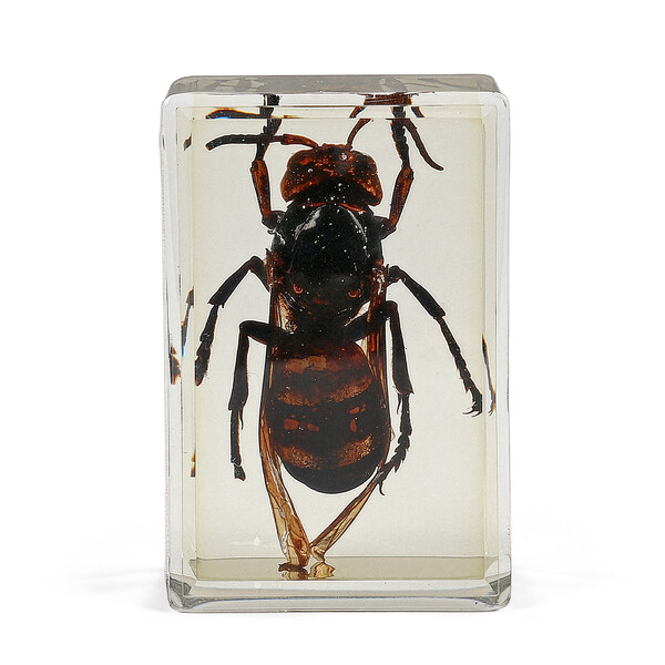 Omegon lâmina preparada Vespa gigante asiática