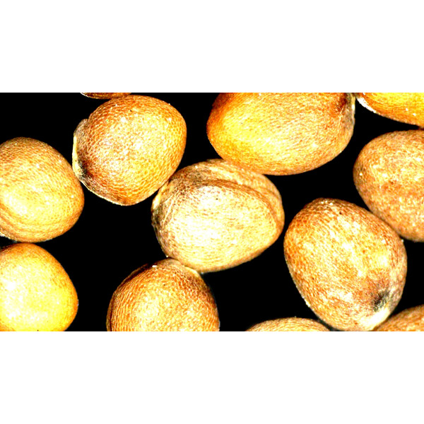 ZEISS Microscópio estéreo zoom Stemi 355, C Lab, trino, BF, DF, w.d. 110 mm, 10x/23, 5,5:1, 7,2x-40x, AL/DL, Spot C LED