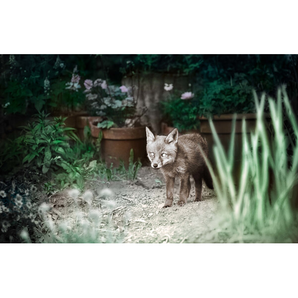 ZEISS Câmera foto selvagem Secacam 1