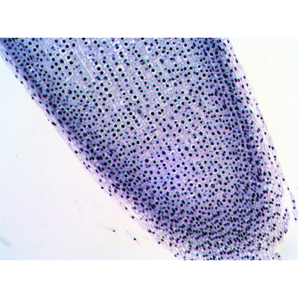 Levenhuk Lâminas preparadas N20 NG