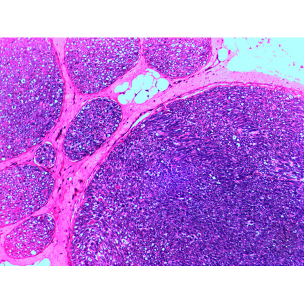 Levenhuk Lâminas preparadas N20 NG