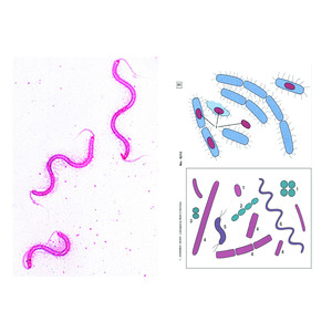 LIEDER Prepared microscope slides of bacteria, 6 slides