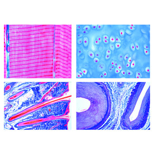 LIEDER Histologia de mamíferos (Mammalia), série básica (25 prep.)