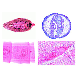 LIEDER General Parasitology. Large Set, 50 Microscope slides