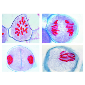 LIEDER Development of the Microscope Mother Cells of Lilium, 12 microscope slides