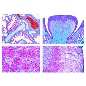 LIEDER Histologia humana normal (40 preparações)
