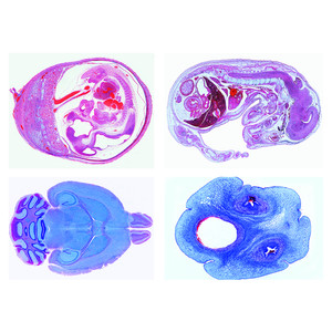 LIEDER Histologia de animais domésticos e de criação para medicina veterinária parte II (24 preparações)