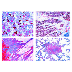 LIEDER Histologia patológica para medicina veterinária (22 preparações)