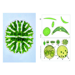 LIEDER Algae, Basic Set of 6 slides, Student Set