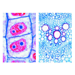 LIEDER The Plant Cell (Cytology), Basic Set of 6 slides, Student Set