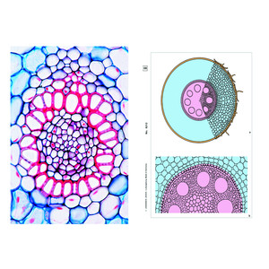 LIEDER Plantas com flores, raízes, base (6 lâminas preparadas para microscópio)