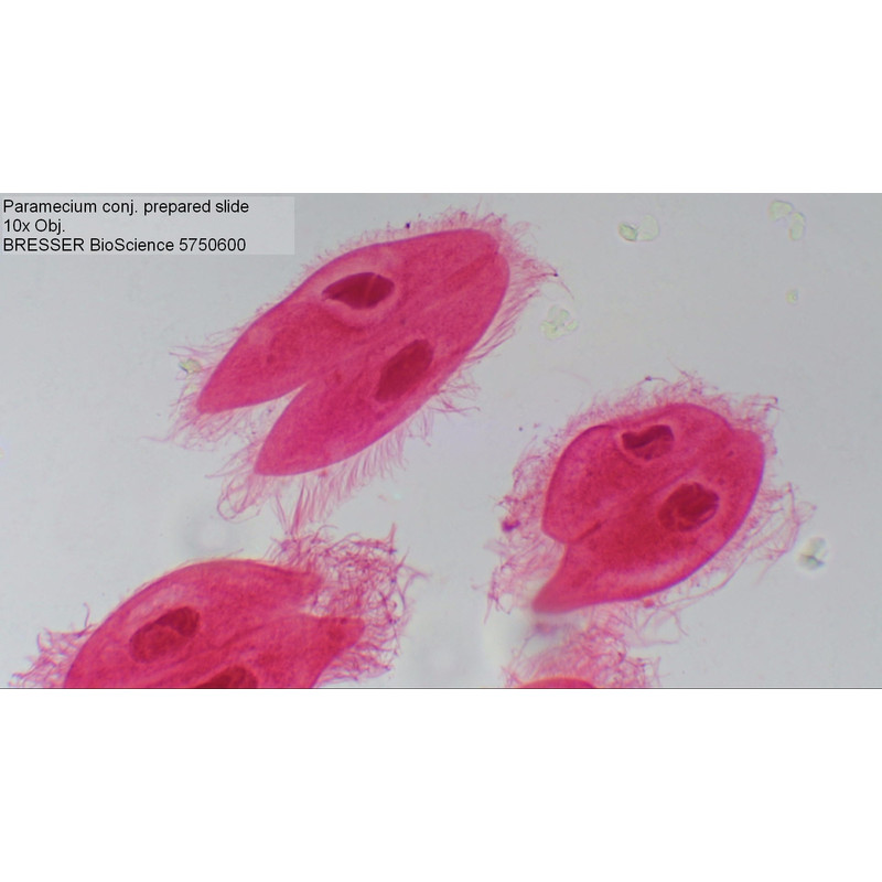 Bresser Microscópio Bioscience, trino, 40x - 1000x