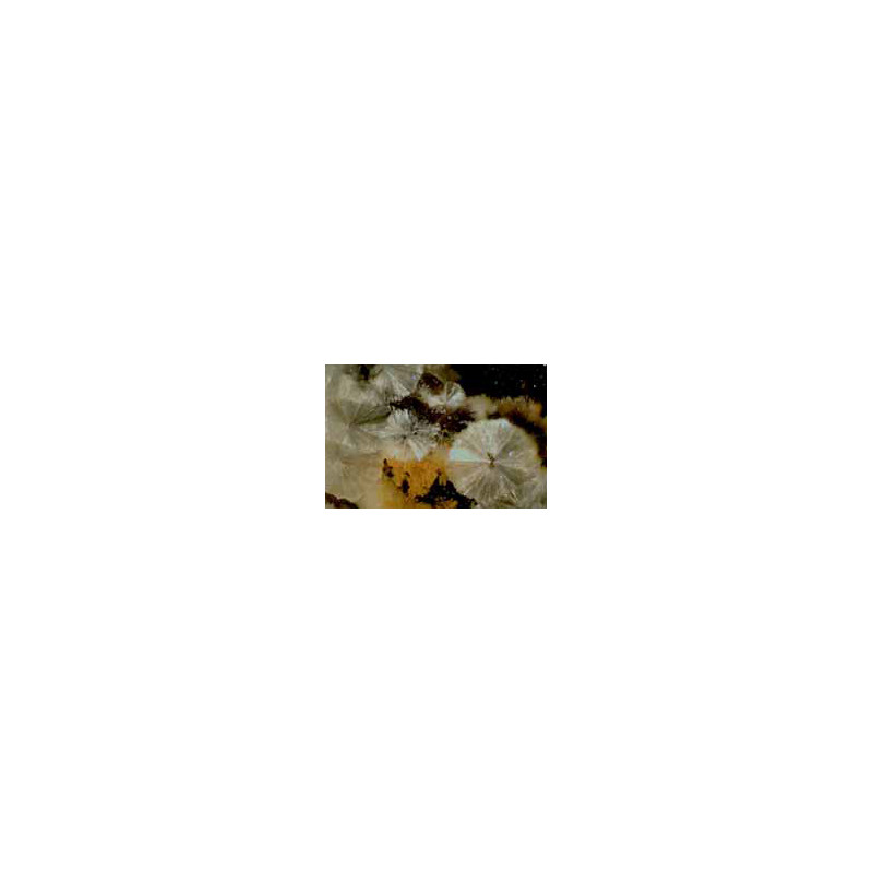Hund Wiloskop - F-Zoom com Tripé ST-S, Triocular