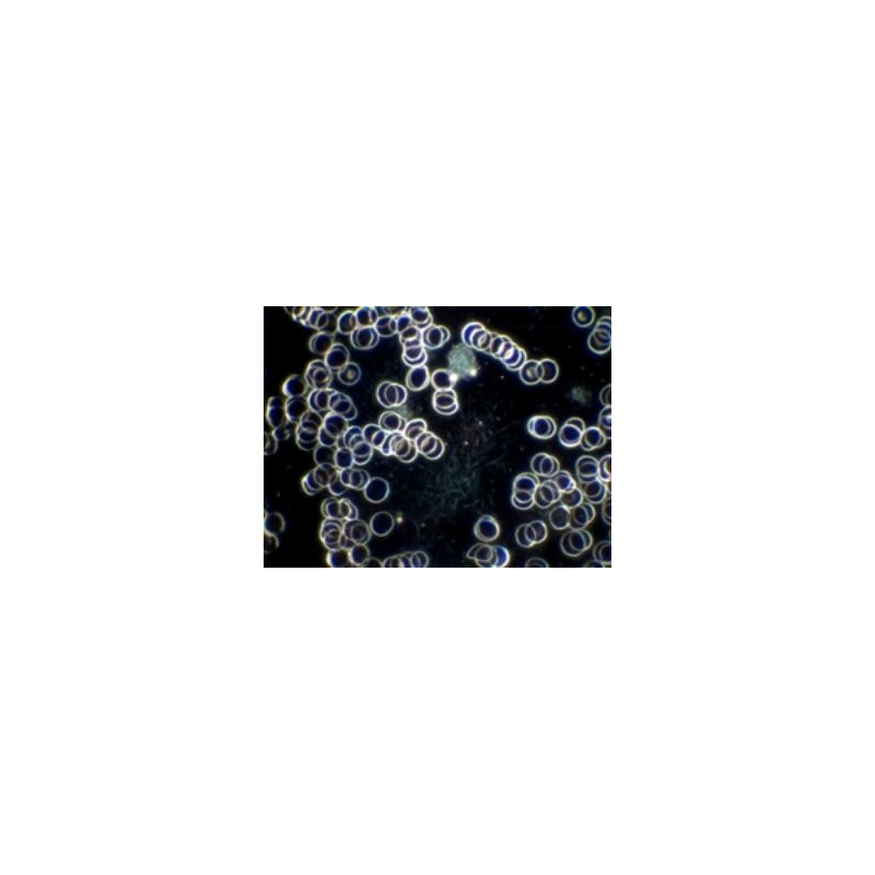Hund Microscópio H 600 LL 100 HP dark field microscope