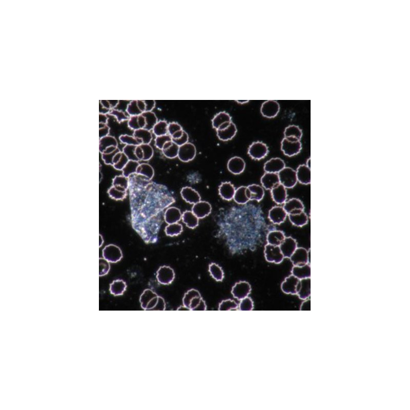 Novex Microscópio BTP 86.091-DFLED, Triocular