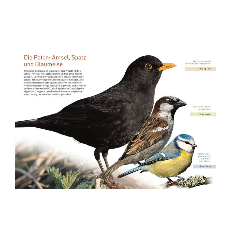 Kosmos Verlag Aves de jardim em tamanho real