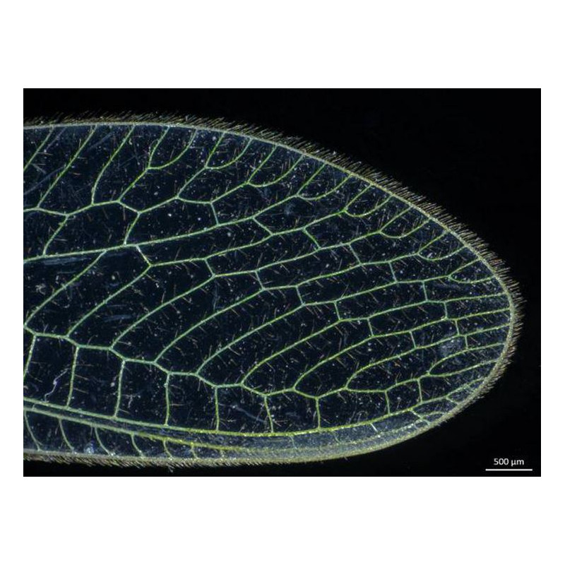 ZEISS Microscópio estéreo zoom Stemi 305, EDU, bino, Greenough, w.d.110mm, 10x/23, 0.8x -4.0x